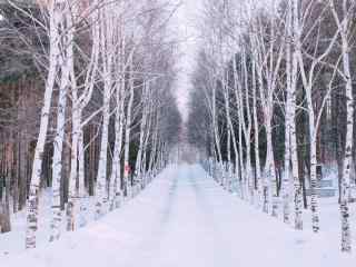 植树节—白雪覆盖了整片树林桌面壁纸