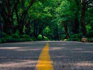 植树节—公路延伸至森林桌面壁纸
