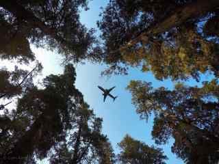 植树节—树林上空的飞机桌面壁纸