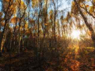 植树节—秋日里阳光下的枯树林桌面壁纸