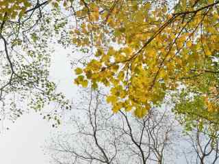 树枝上枯黄的树叶桌面壁纸