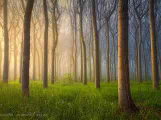 植树节—晨雾弥漫在树林里桌面壁纸