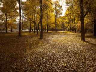 植树节—金黄色的树林桌面壁纸