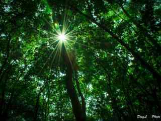 植树节—阳光透过树林照射下来桌面壁纸