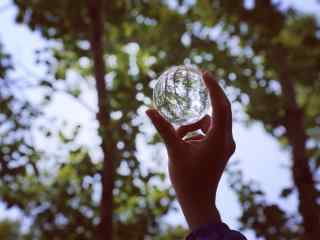 植树节—玻璃球中小树林桌面壁纸