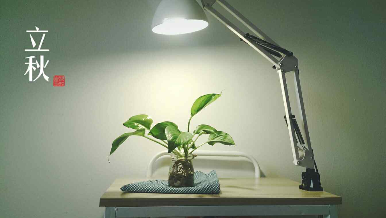 台灯下的绿萝盆栽桌面壁纸