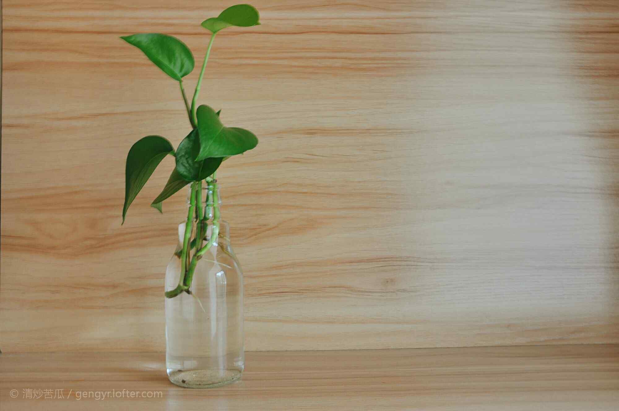 小清新绿萝盆栽桌面壁纸