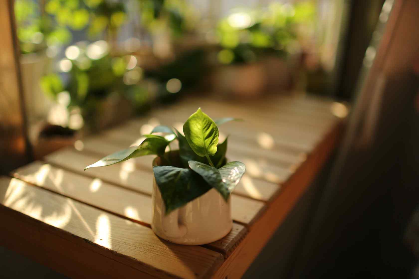 唯美绿萝盆栽桌面壁纸