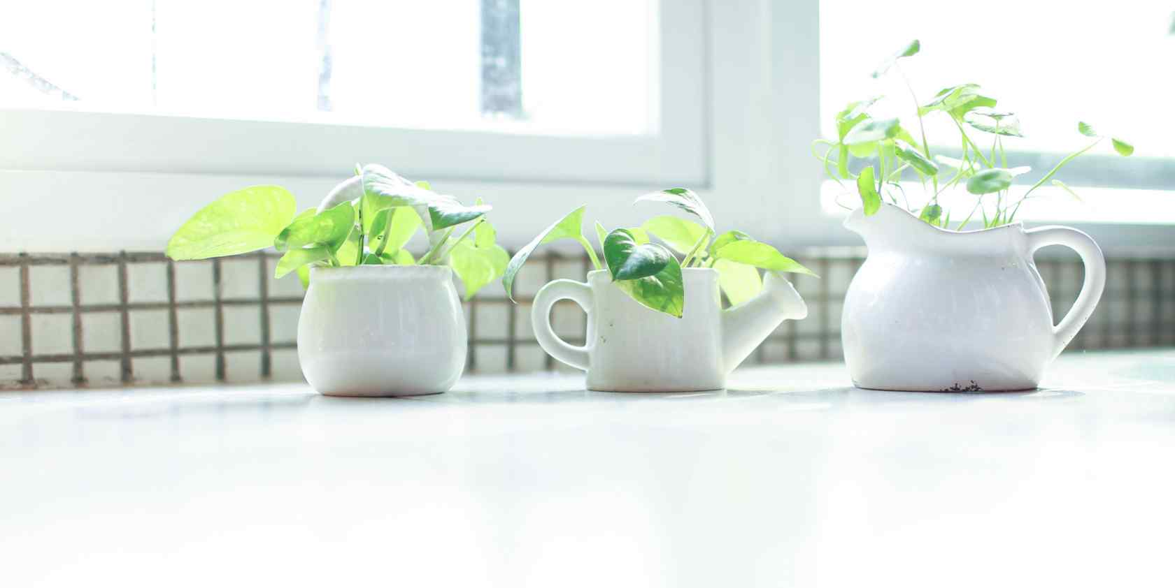 小清新绿萝植物盆栽桌面壁纸