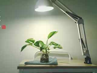 台灯下的绿萝盆栽桌面壁纸