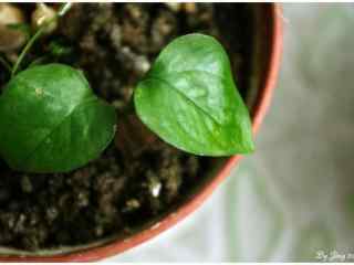 绿萝—绿色小清新盆栽植物桌面壁纸