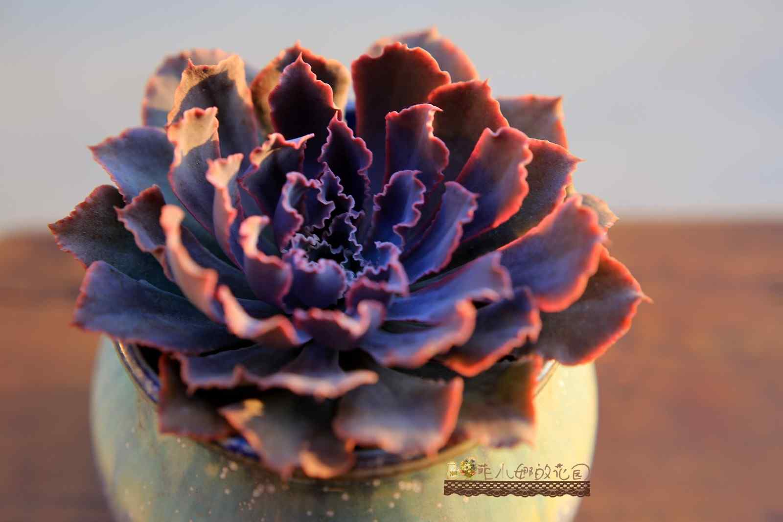 唯美小清新紫色多肉盆栽桌面壁纸