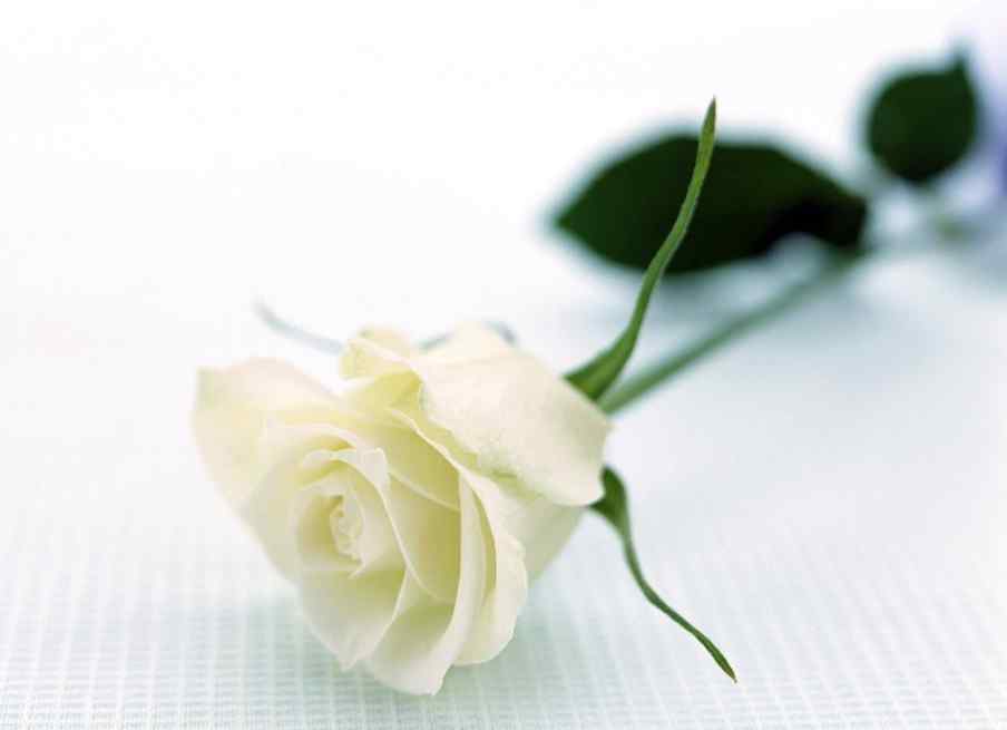 白色情人节-唯美白玫瑰高清壁纸