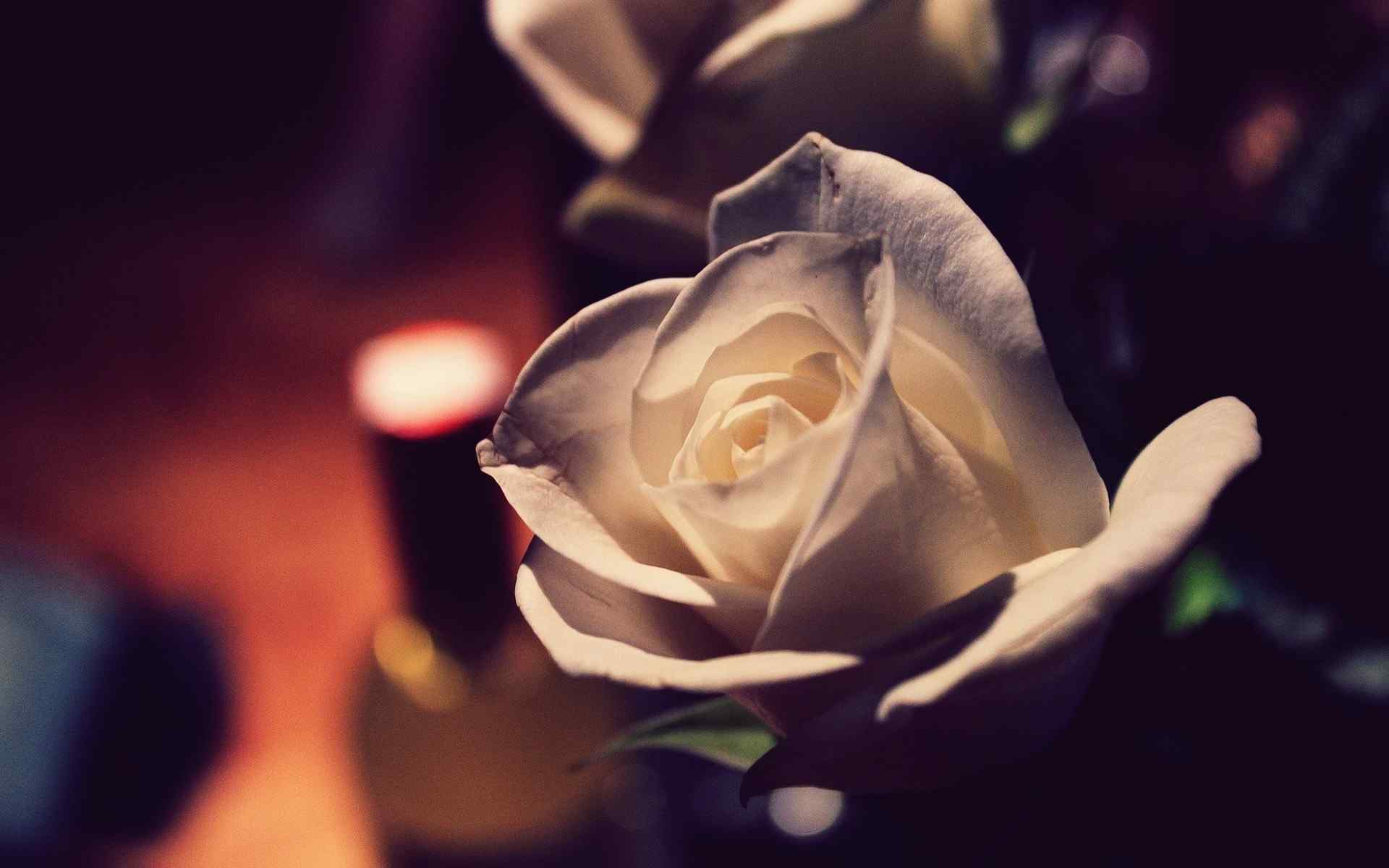 白色情人节-唯美白玫瑰图片壁纸
