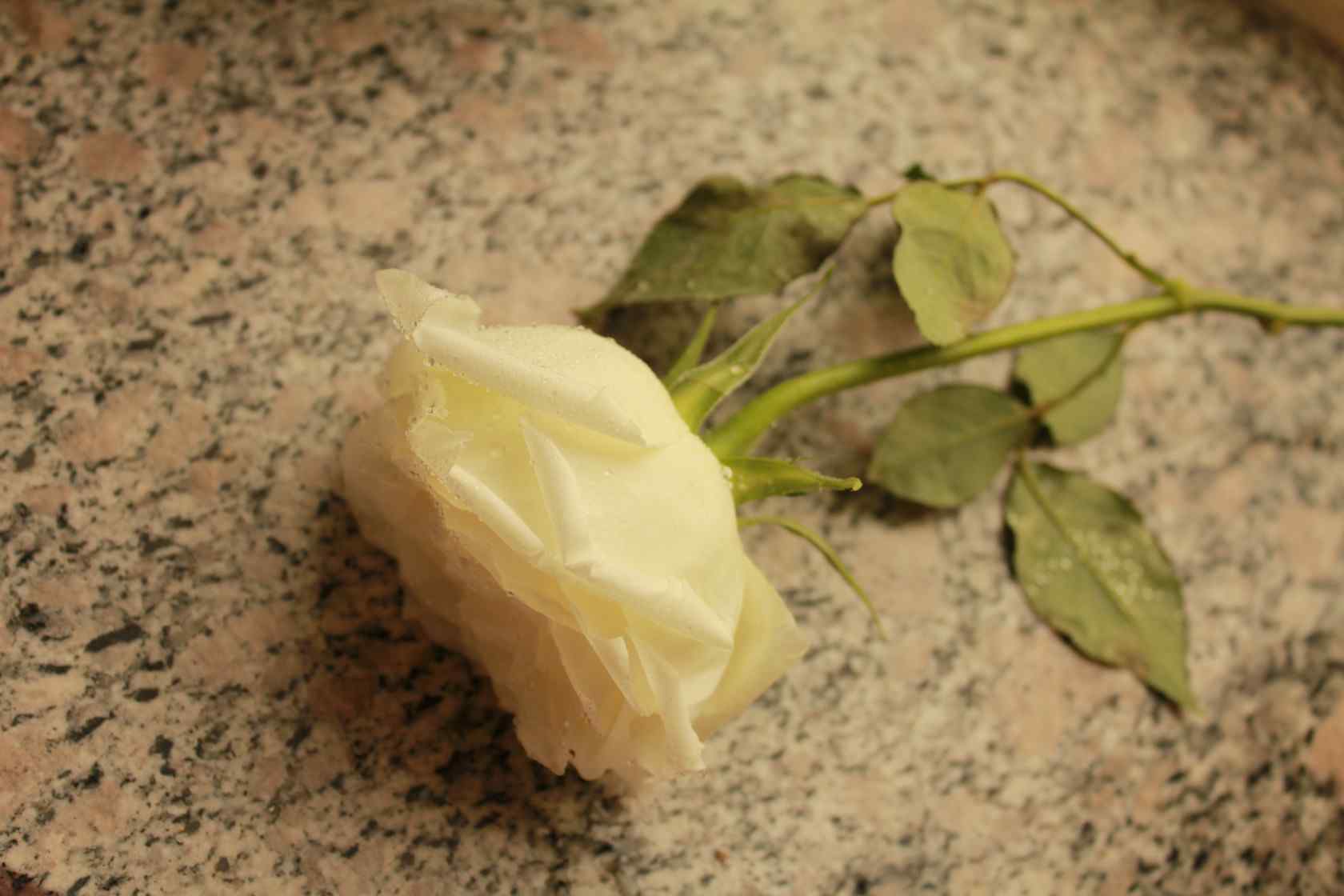 白色情人节-唯美的一枝白玫瑰