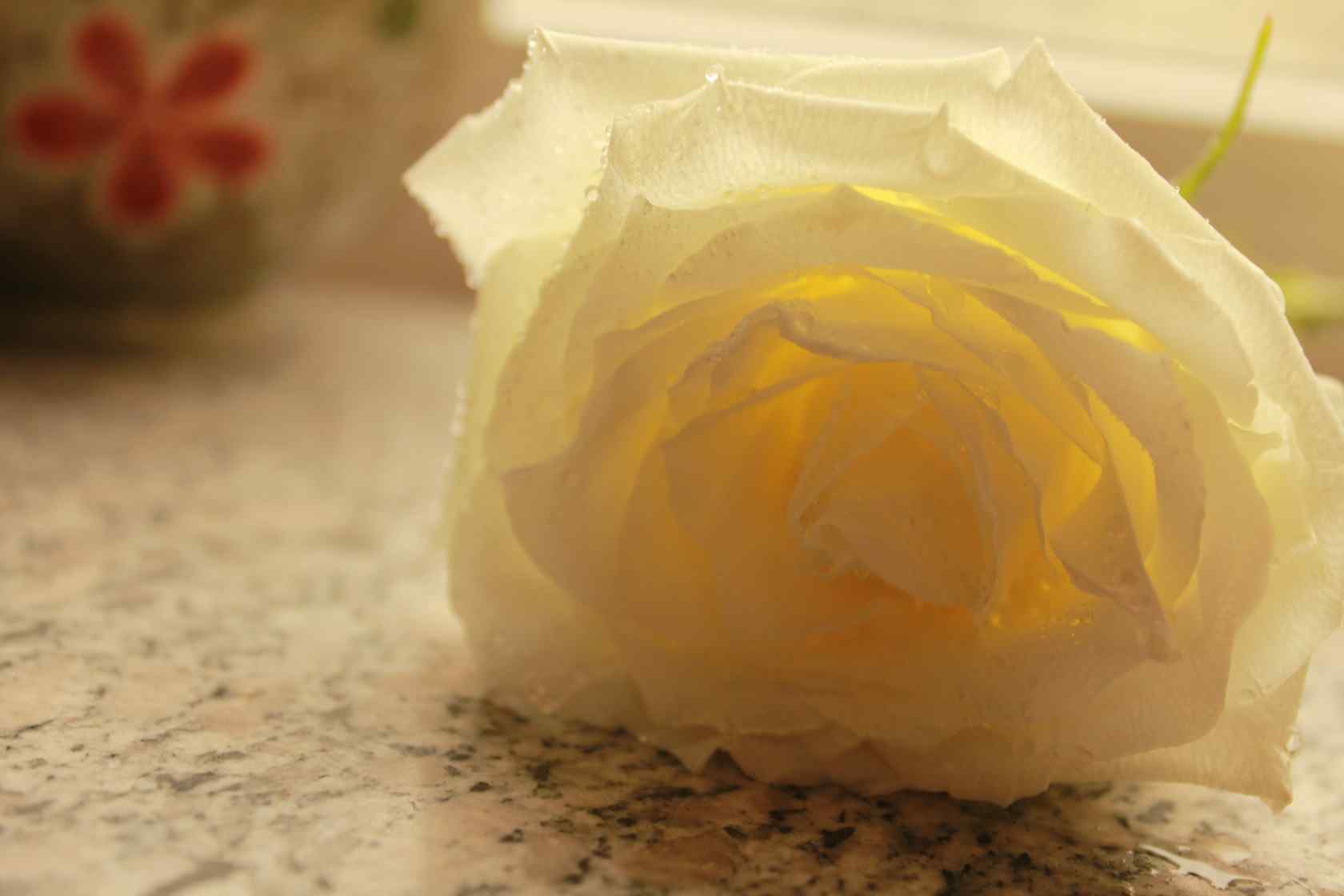 白色情人节-唯美的白玫瑰节日壁纸