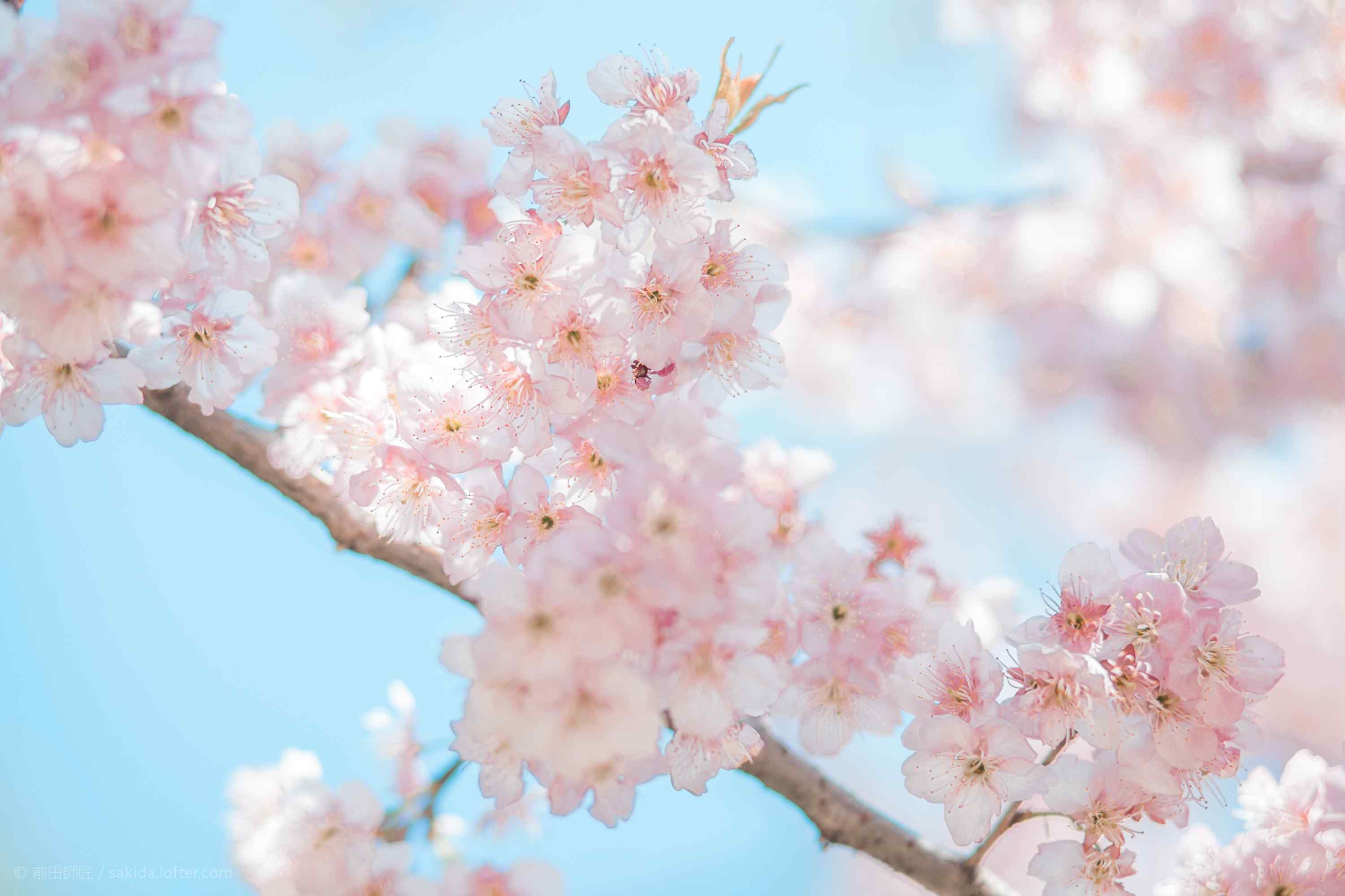 春天唯美粉色樱花桌面壁纸