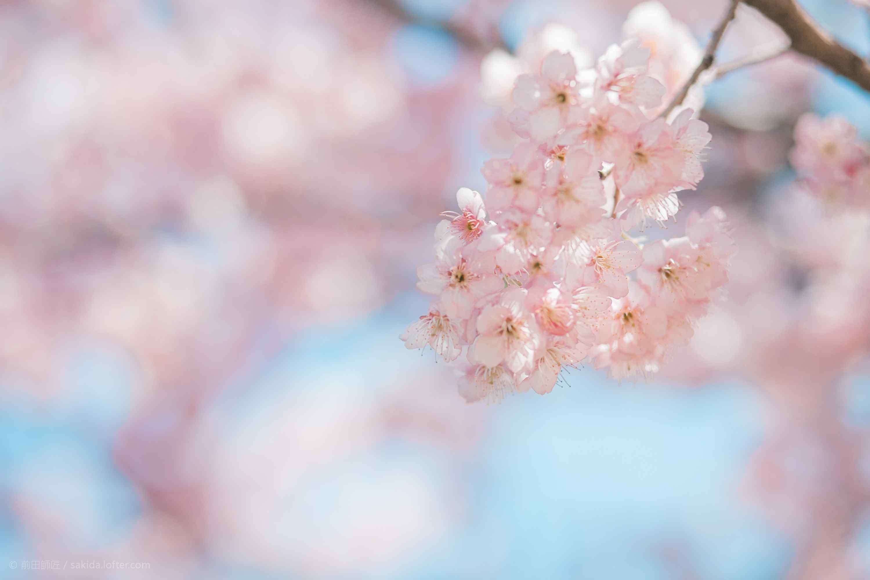 春天粉色樱花桌面壁纸