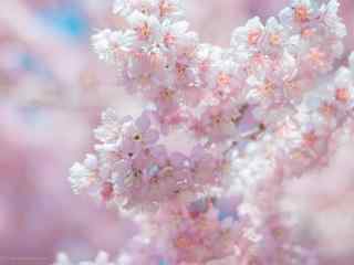 唯美春日粉色樱花桌面壁纸