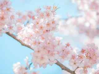 春天唯美粉色樱花桌面壁纸