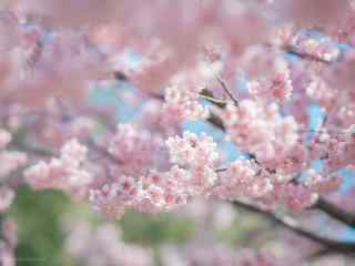 春日唯美粉色樱花桌面壁纸