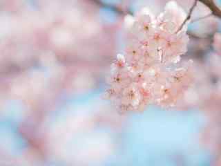春天粉色樱花桌面壁纸
