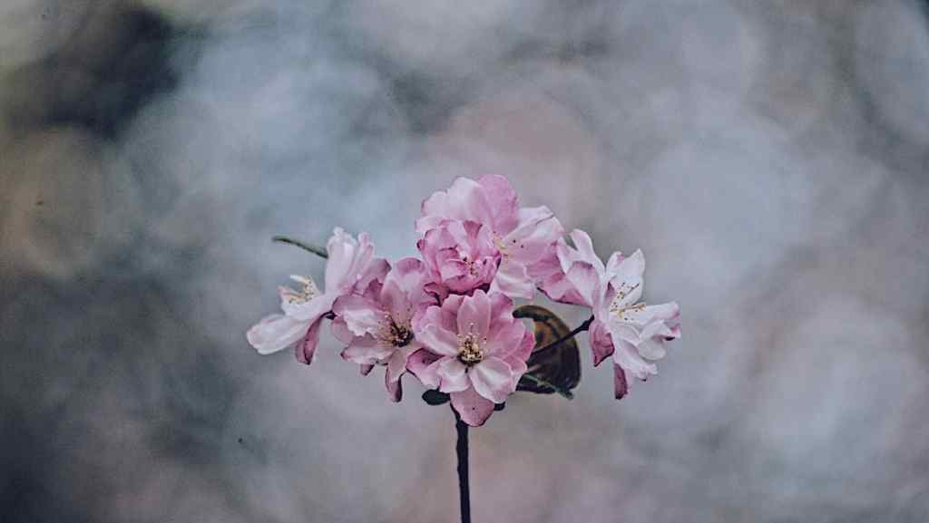 文艺唯美粉色花朵植物图片
