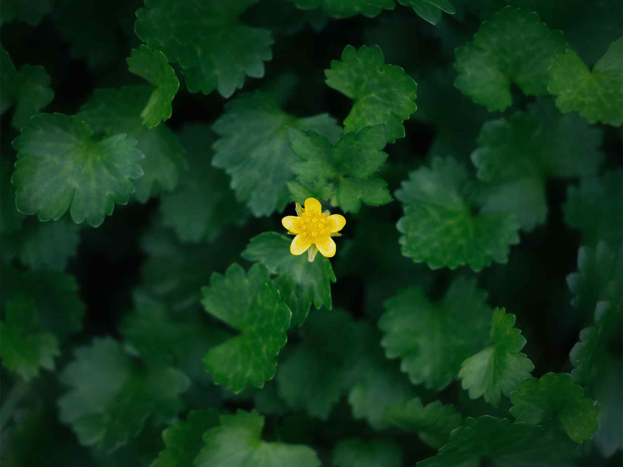 唯美小清新花朵植物图片