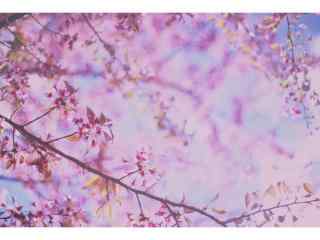 唯美春日樱花植物壁纸