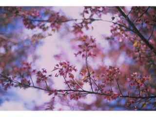 唯美粉色春日樱花桌面壁纸