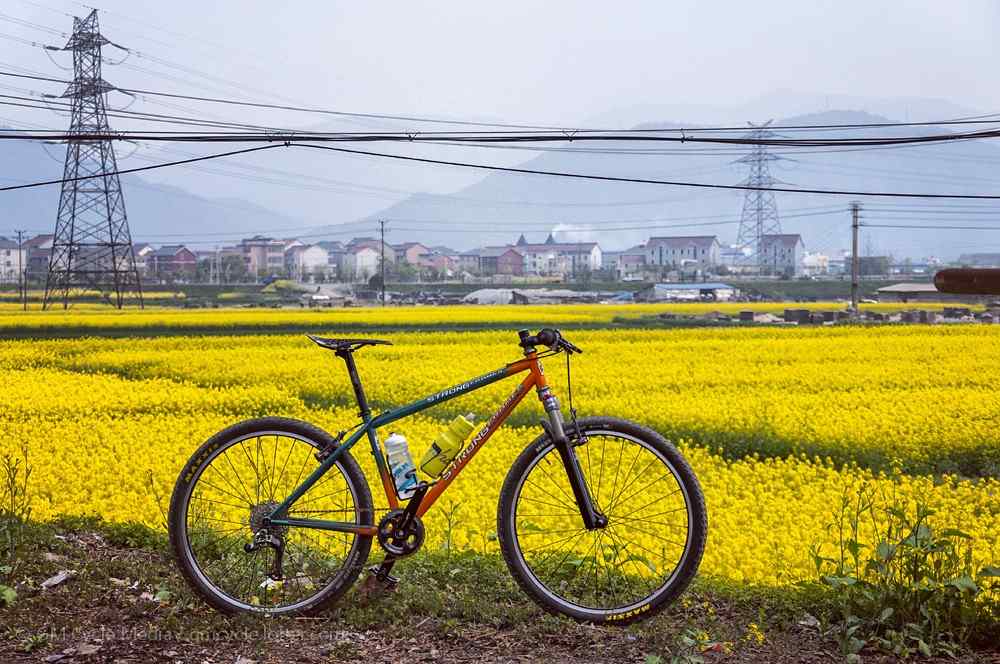 骑着单车在油菜花花田桌面壁纸