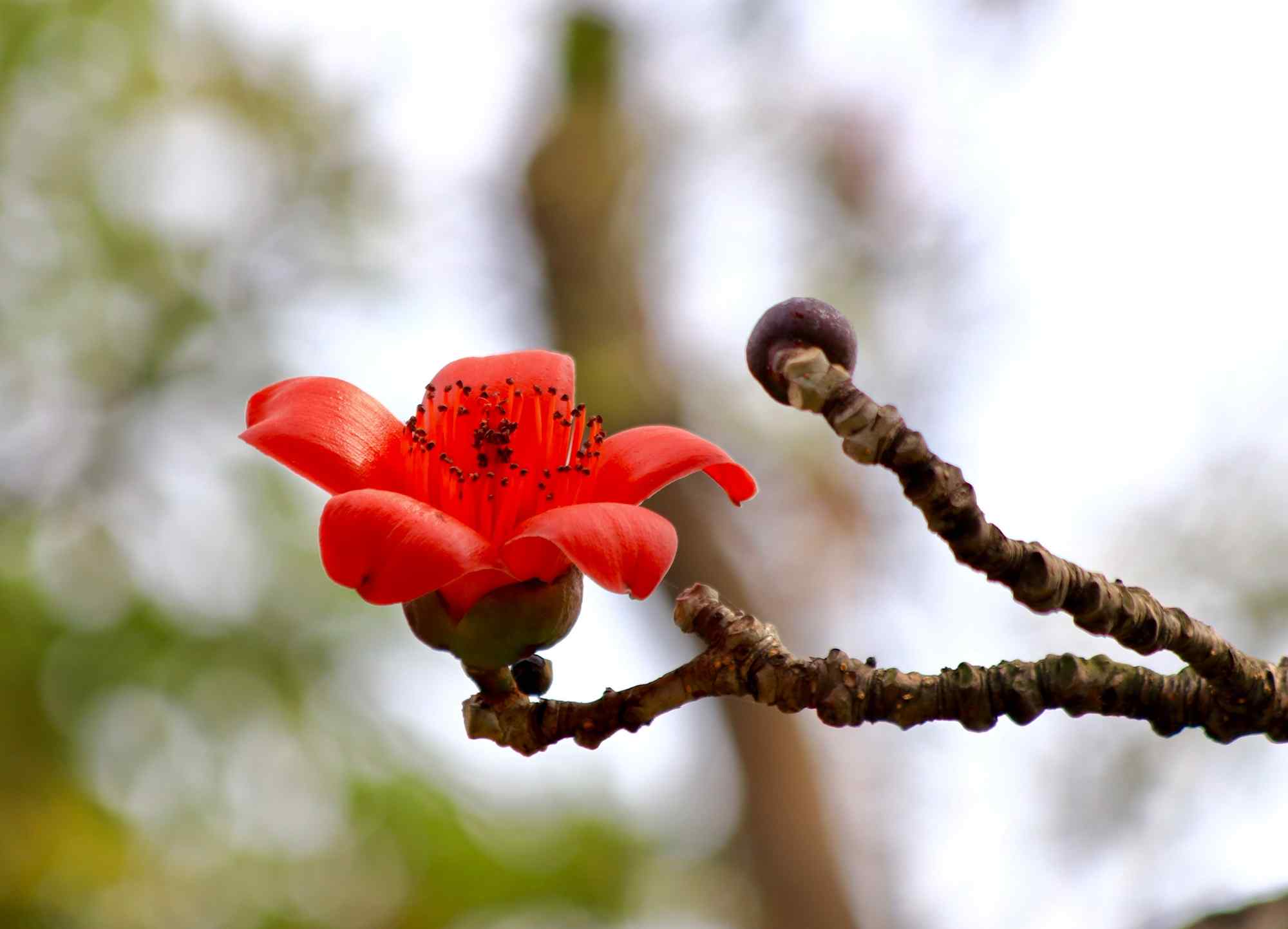 唯美红棉花朵植物图片