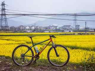骑着单车在油菜花花田桌面壁纸