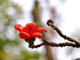 唯美红棉花朵植物
