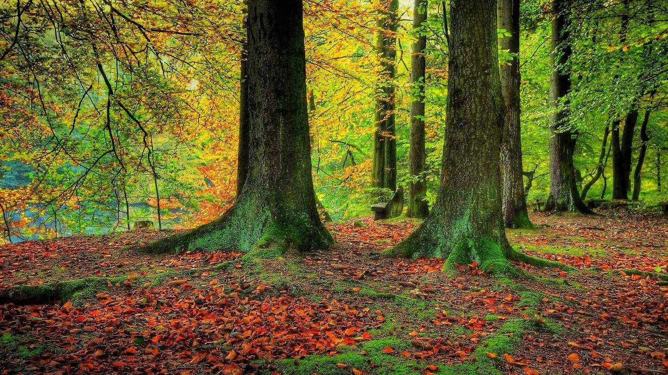 秋日里落叶缤纷的树林桌面壁纸