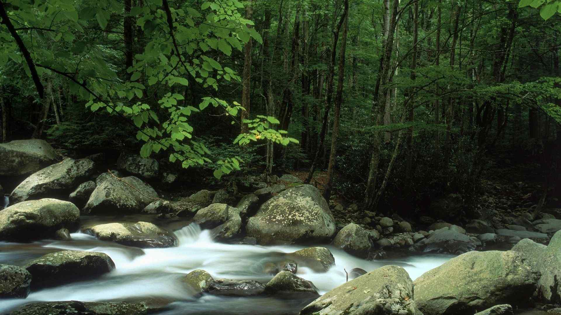 山林中潺潺的溪水桌面壁纸