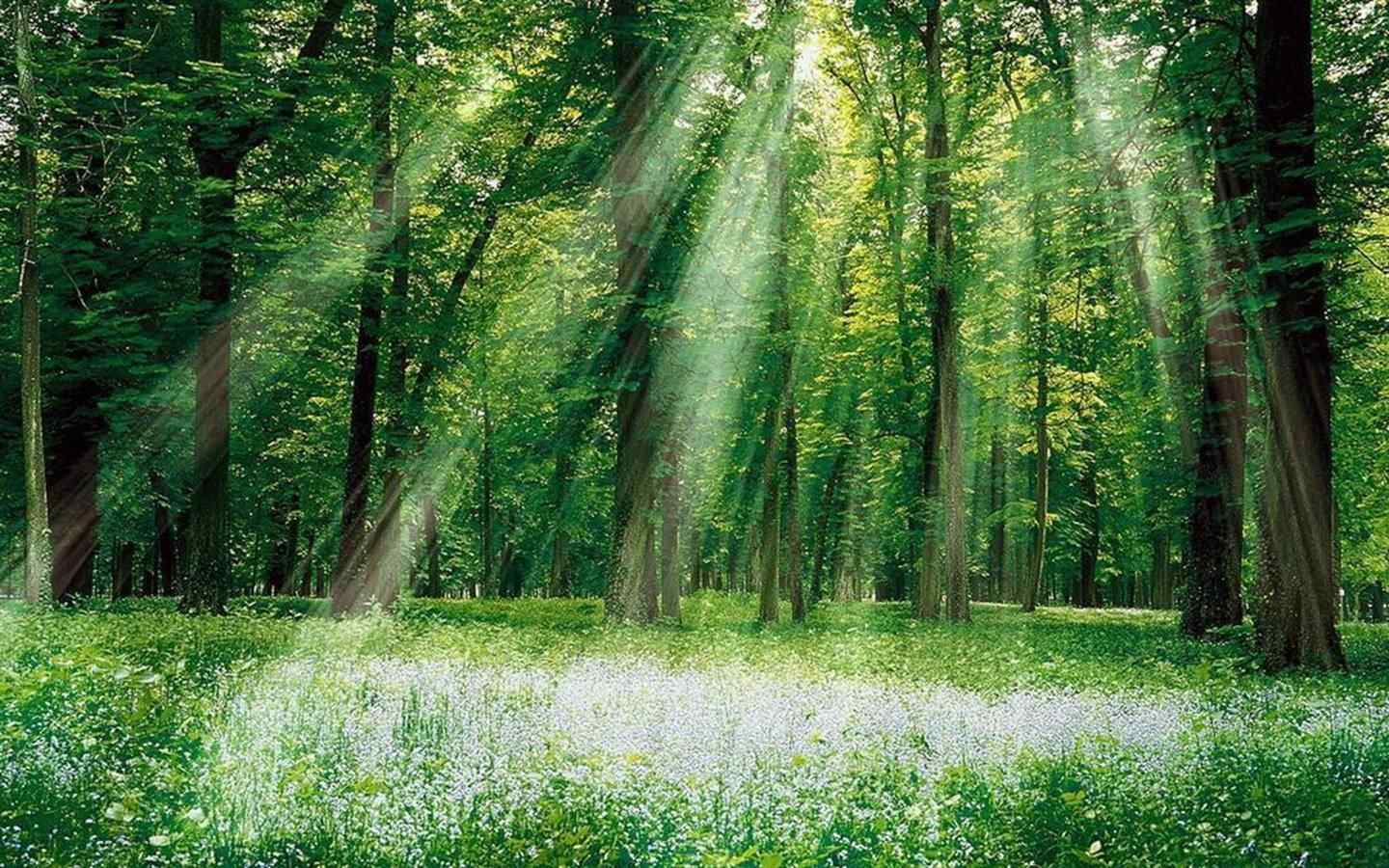 阳光穿透整个森林桌面壁纸
