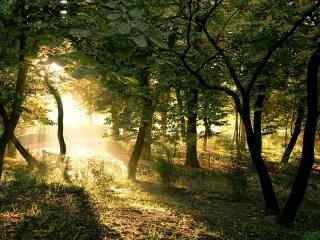 唯美阳光照射下的树林桌面壁纸