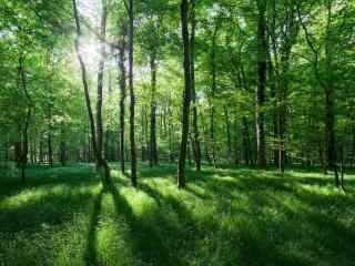 唯美绿色护眼树林