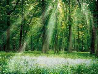 阳光穿透整个森林桌面壁纸