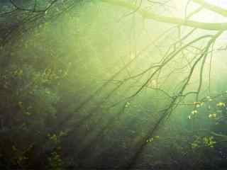 清晨的光晕照亮了整个树林桌面壁纸