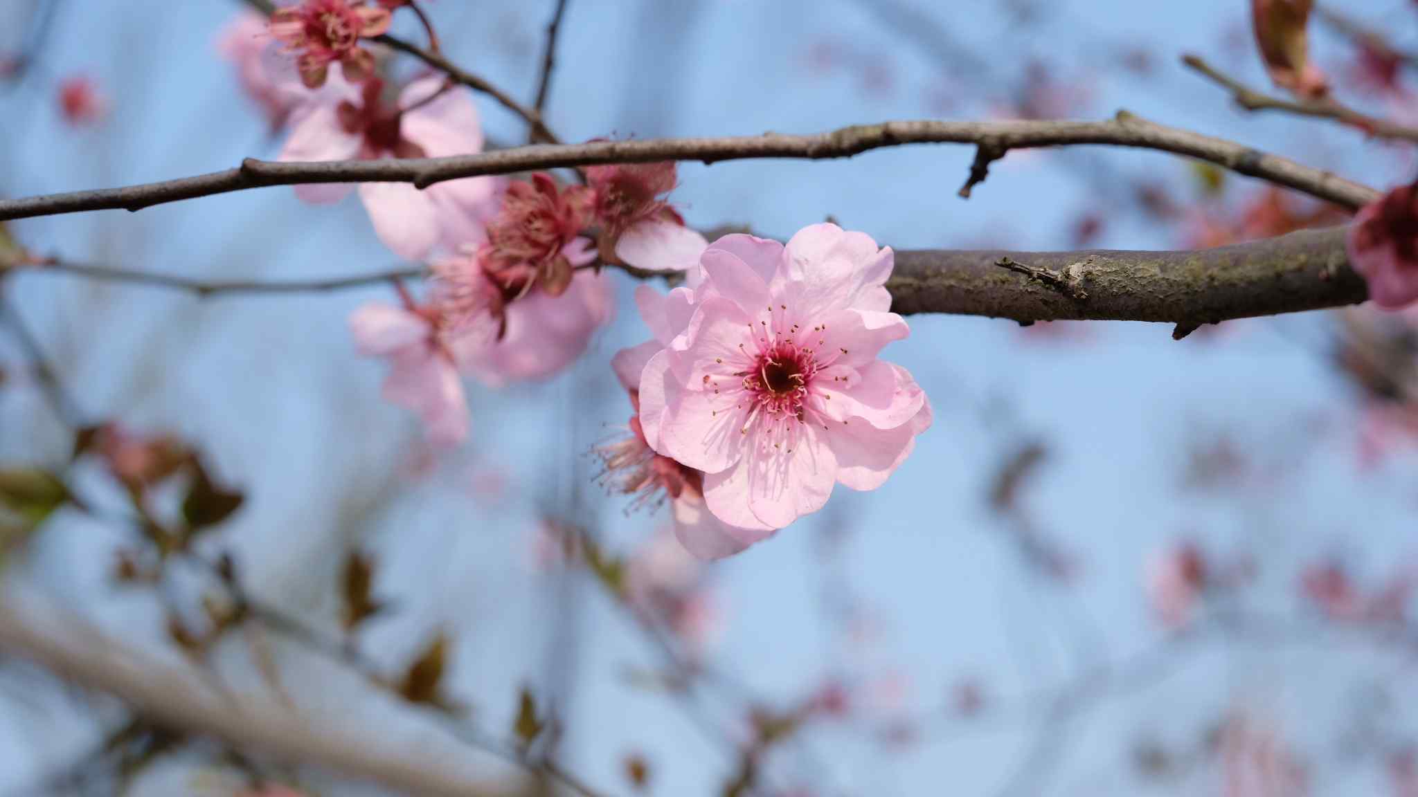 小清新春日好看的樱花手机壁纸