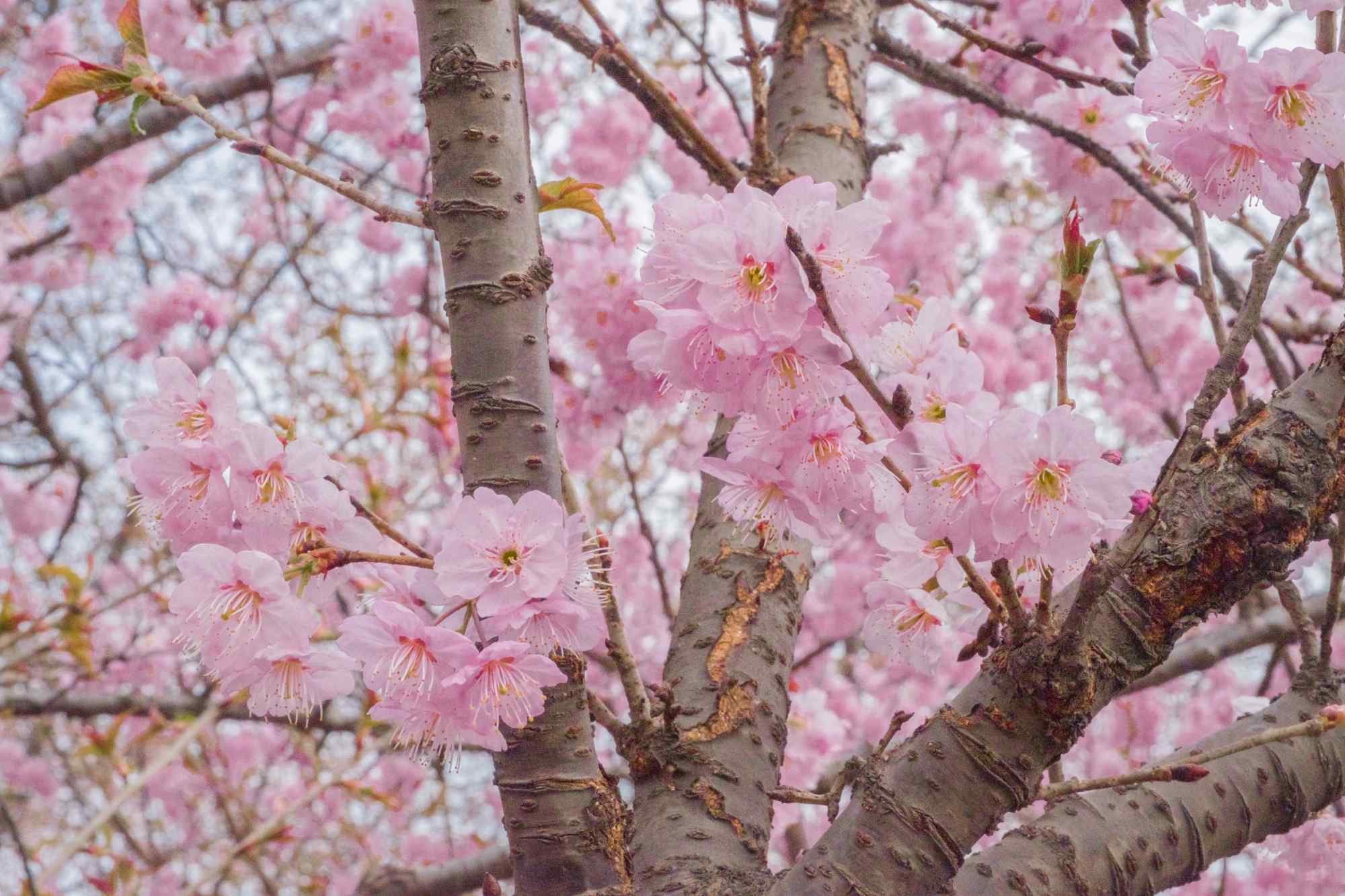 浪漫春日粉色樱花桌面壁纸