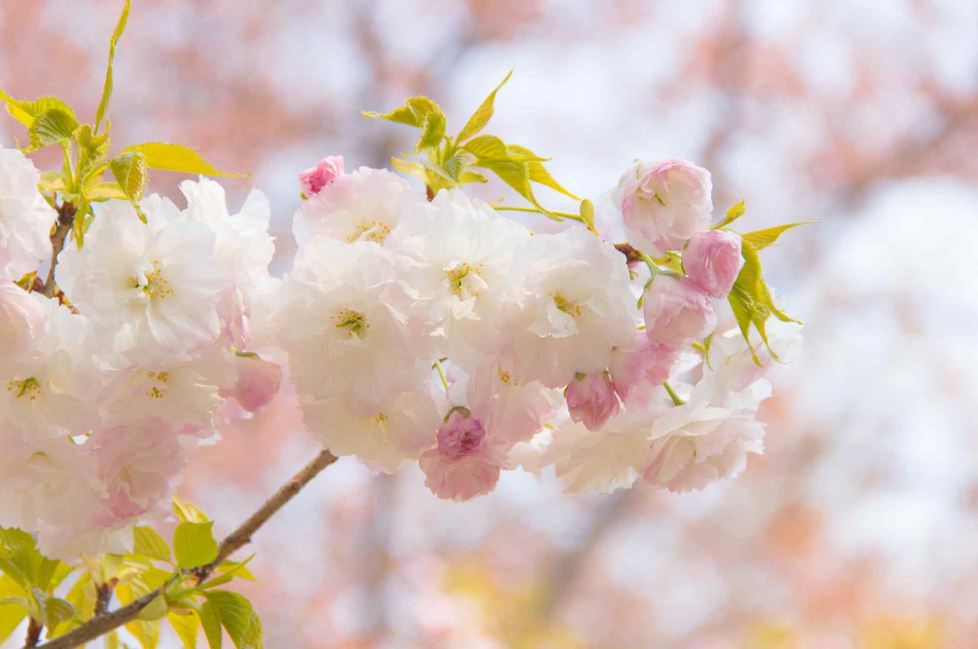 花团锦簇的粉色樱花桌面壁纸