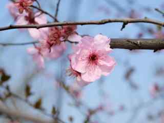 小清新春日好看的樱花手机壁纸