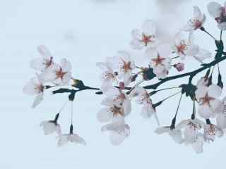 浪漫春日白色樱花桌面壁纸