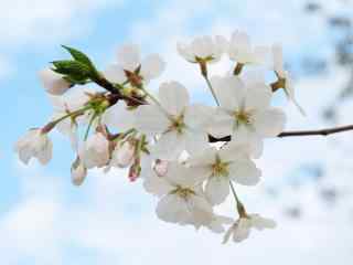 唯美白色樱花花团