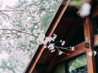 唯美日系樱花林桌面壁纸