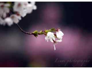 春日粉嫩樱花桌面