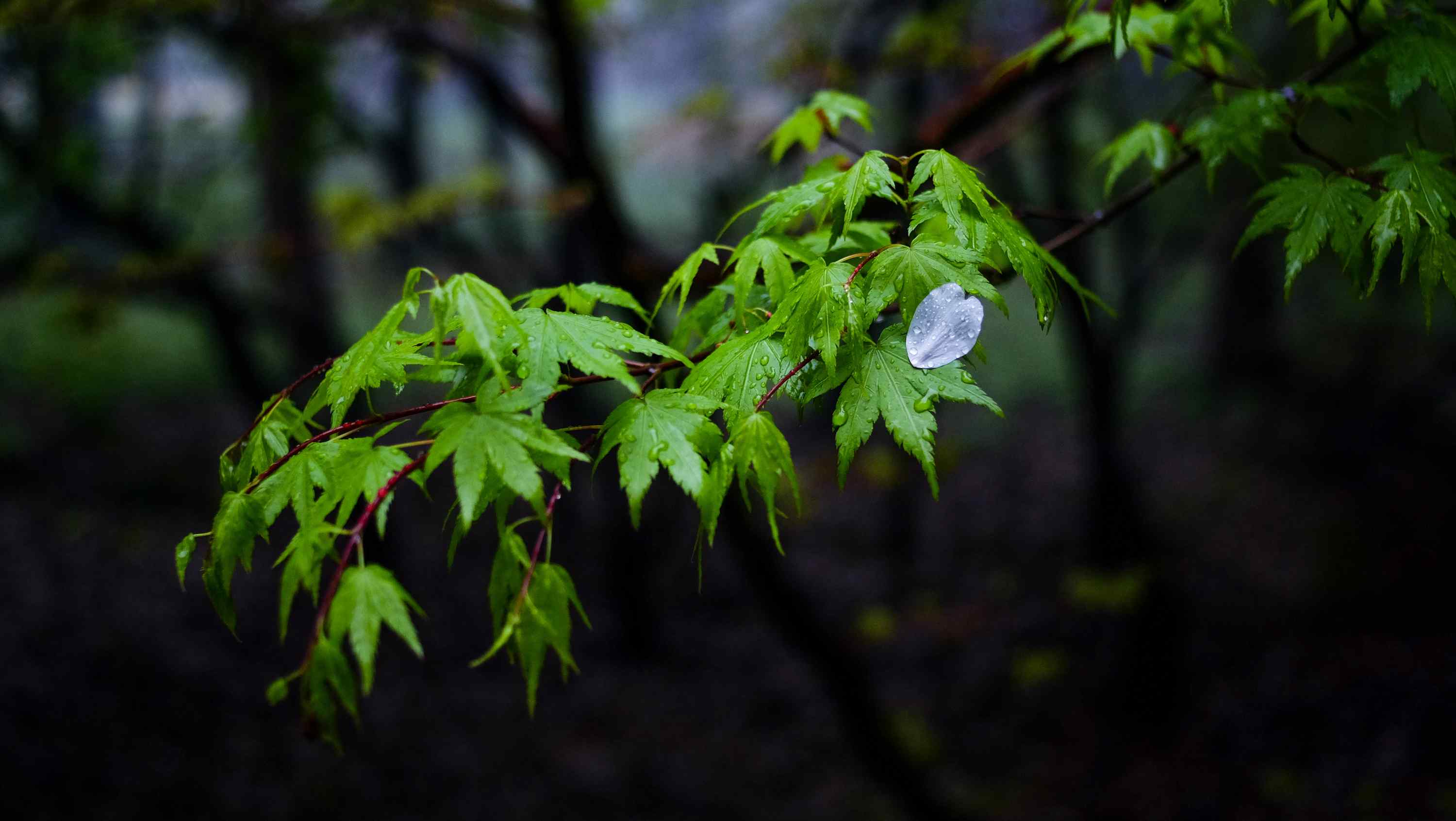 沾满雨露的枫叶桌面壁纸